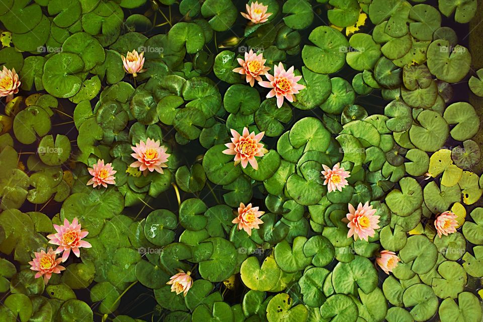 Lake & Flowers