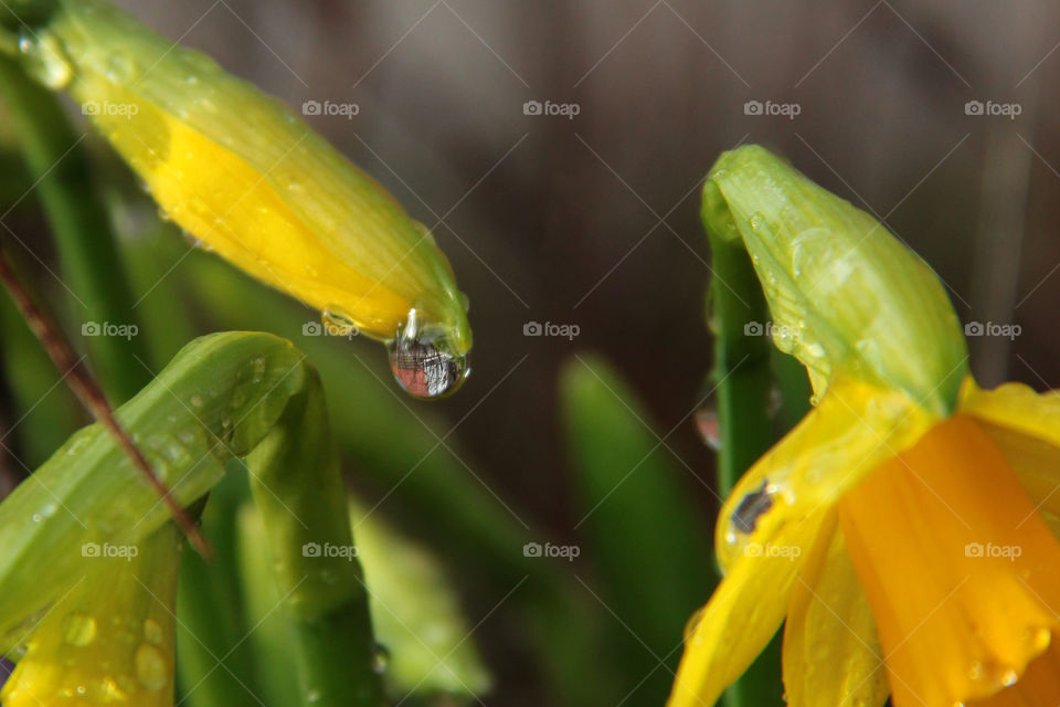 Drop on a daffodil