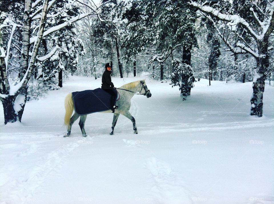 White horse in snow