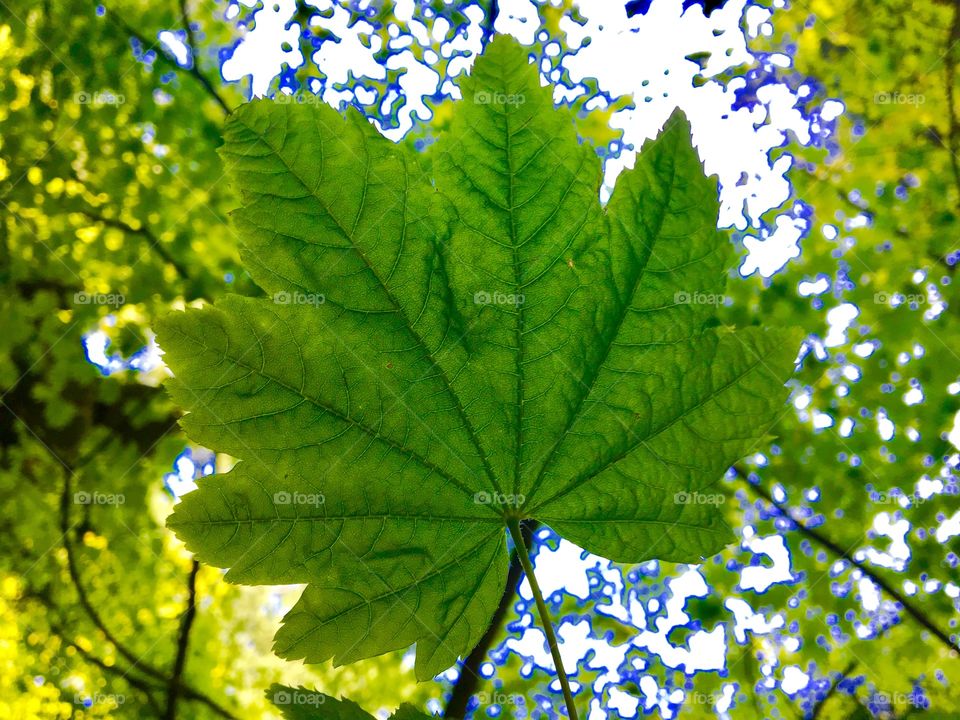 closeup of a green leaf