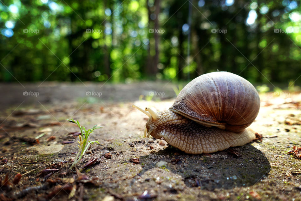 Giant snail crawls along the ground. Animal close-up photography.