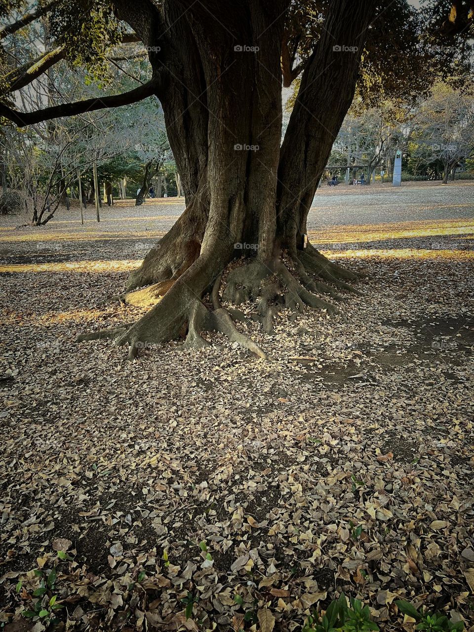amazing autumn season tree environment