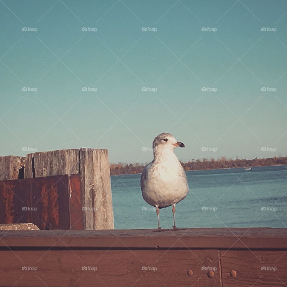 Bird by the water