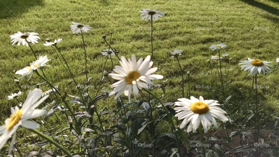 spring flower lawn green daisies