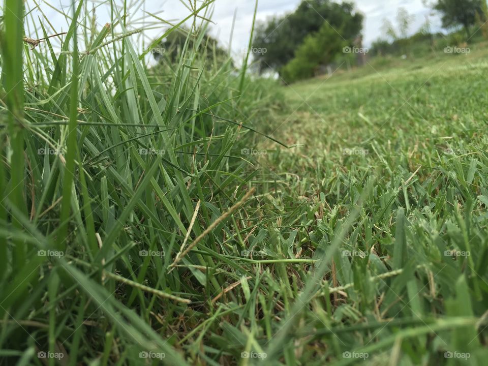 Grass