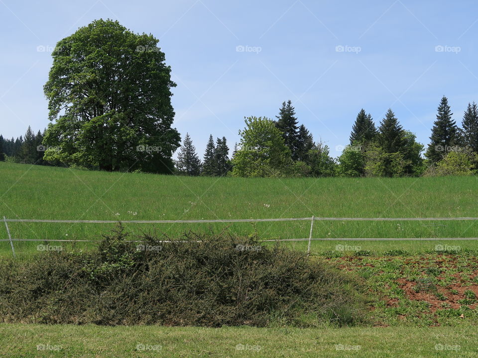 A grand tree on a green hill in Western Oregon on a sunny spring day. 