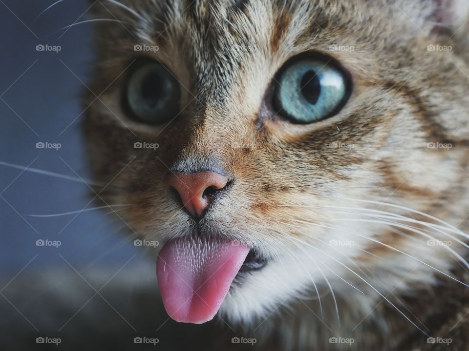 Close up portrait of tabby cat