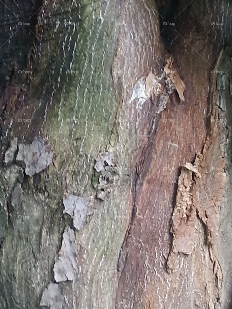 Water Stained Trunk