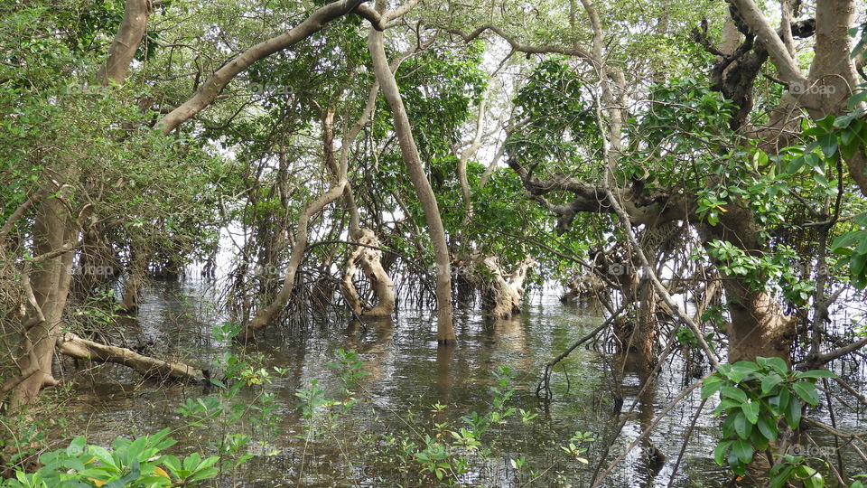 Tropical island forest