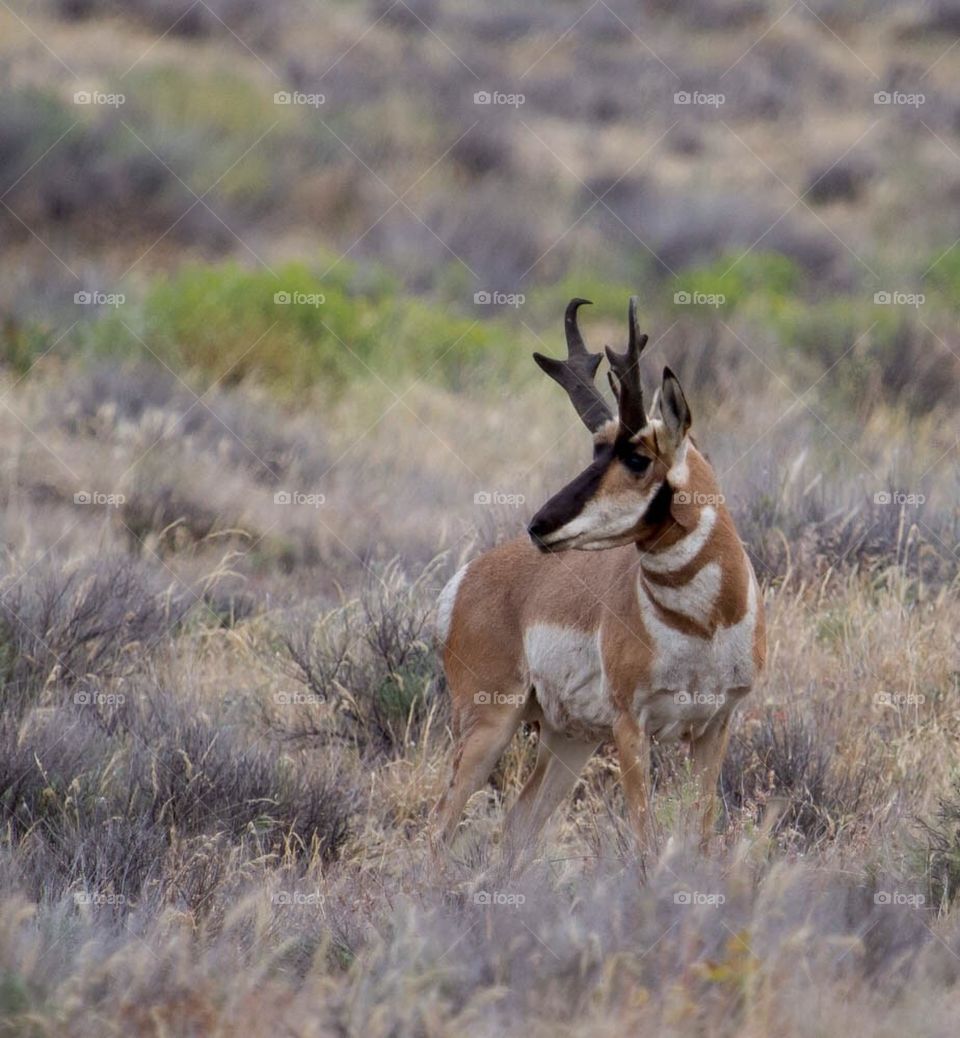 Pronghorn