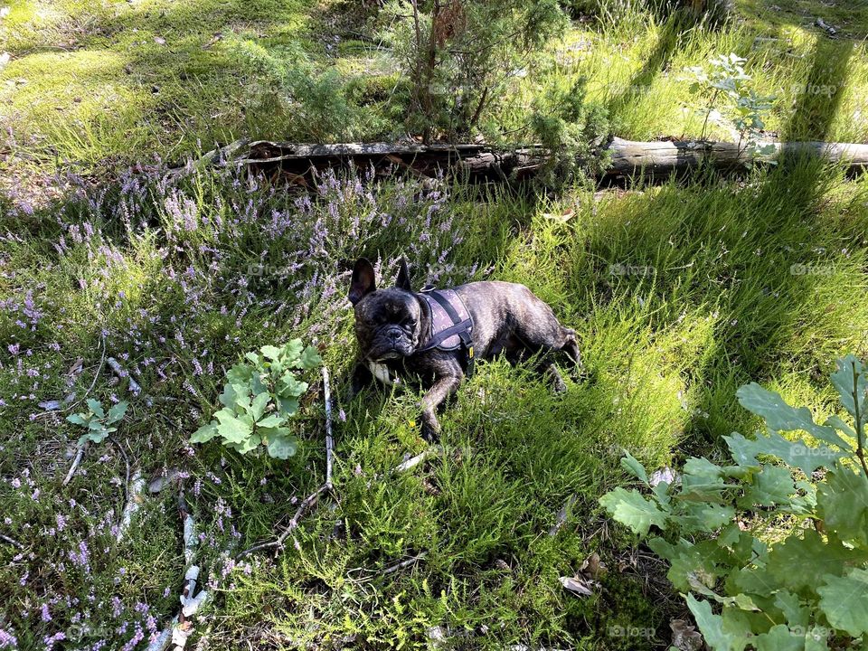 French Bulldog Peppa