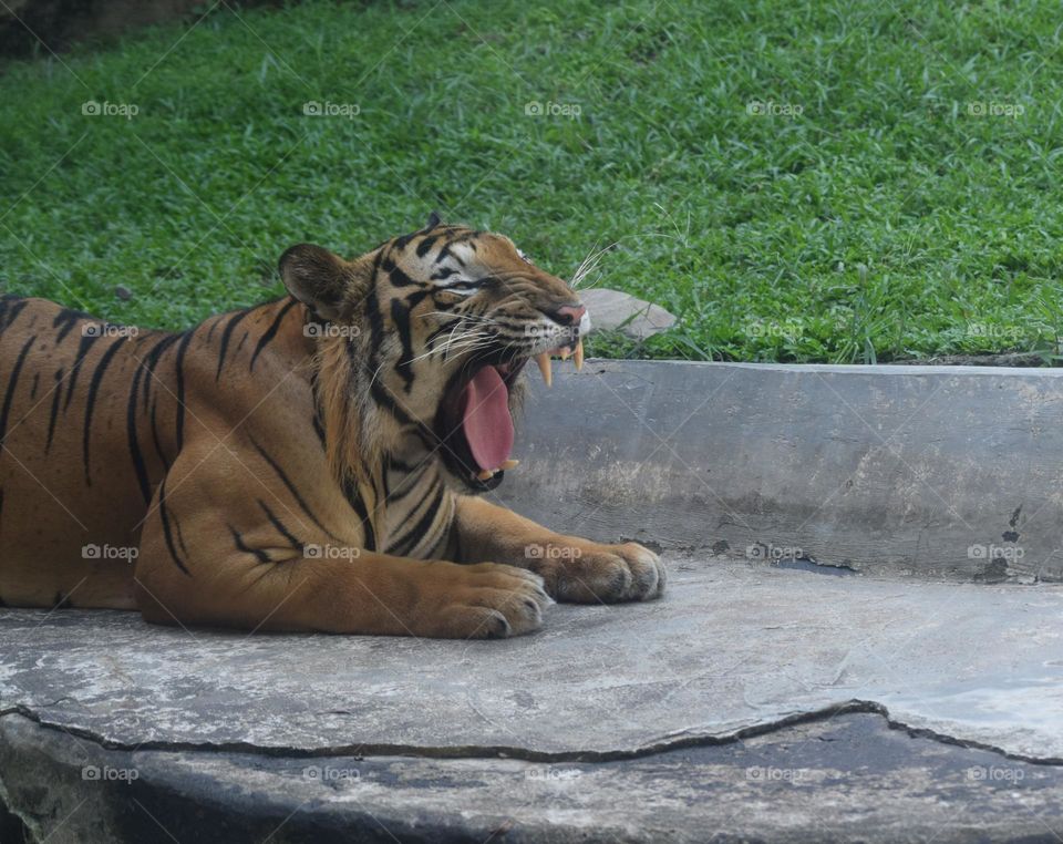 tiger angry face wildlife at zoo sri Lanka