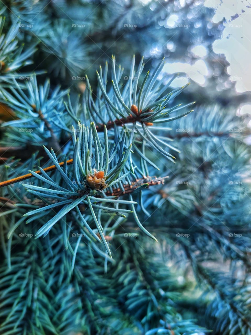 Christmas tree 🎆🎇