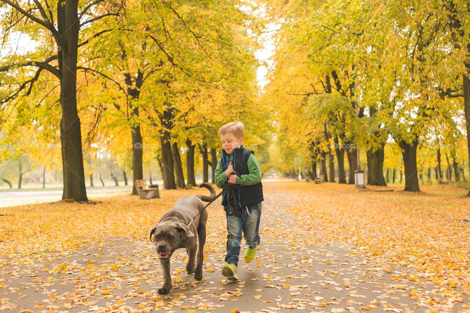 walking the dog down the street, the owner walks the weakling, teaches her, cleans up after her, educates, plays with his pet. people and dogs are best friends