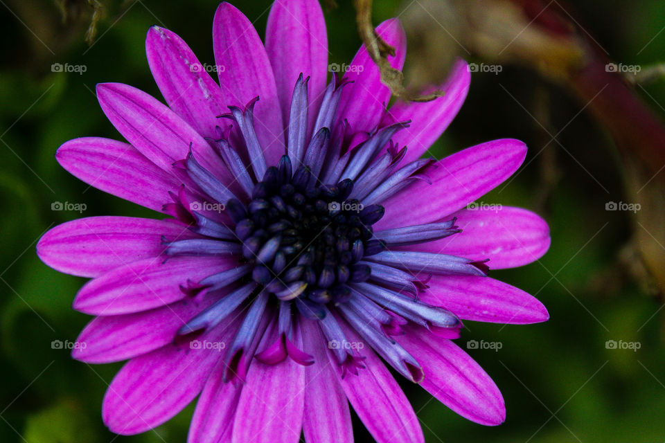 close up of Flower