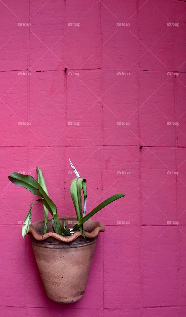 Potted plant against pink wall