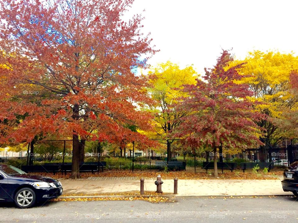 Beautiful, vivid Fall colors in a Brooklyn park, New York.