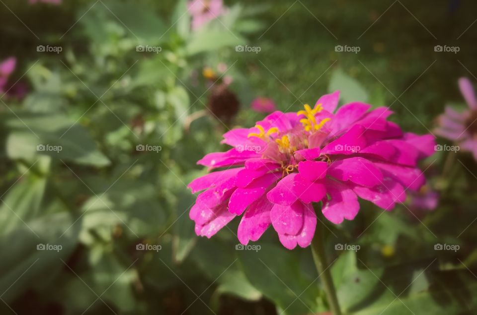 Vintage close up beautiful pink flower on blur background with copy space