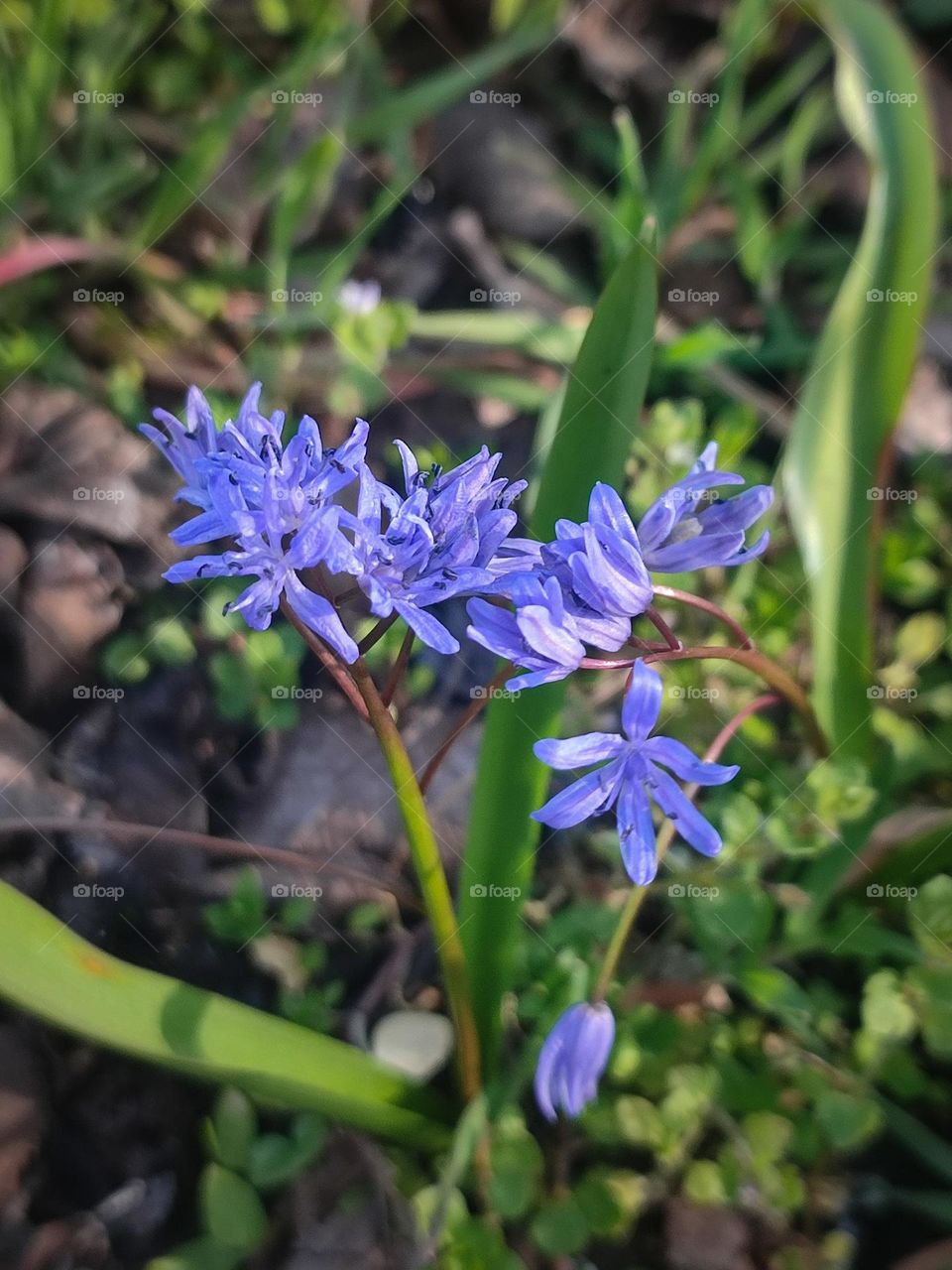 Blueberry flowers, first spring flowers blooming, Scilla bifolia, botanical picture