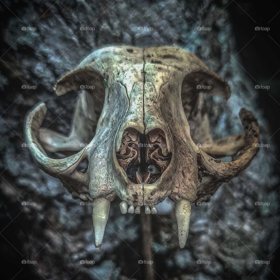 wild cat skull