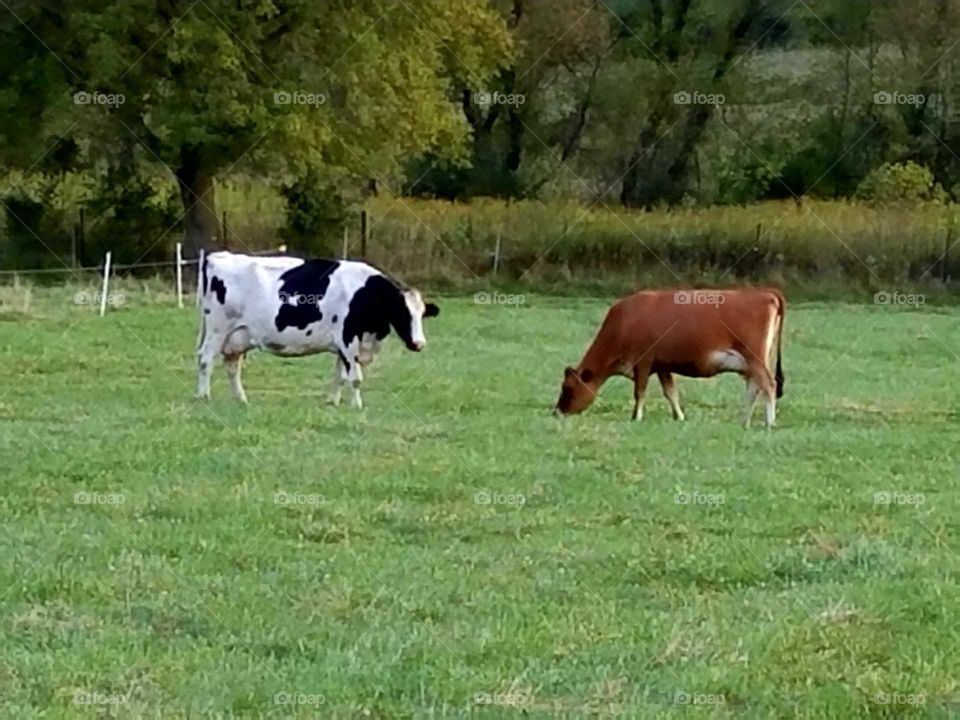 While driving the back roads we love seeing the small farms with the old buildings and the livestock. It reminds me when I was young.