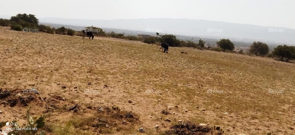 the cows in field