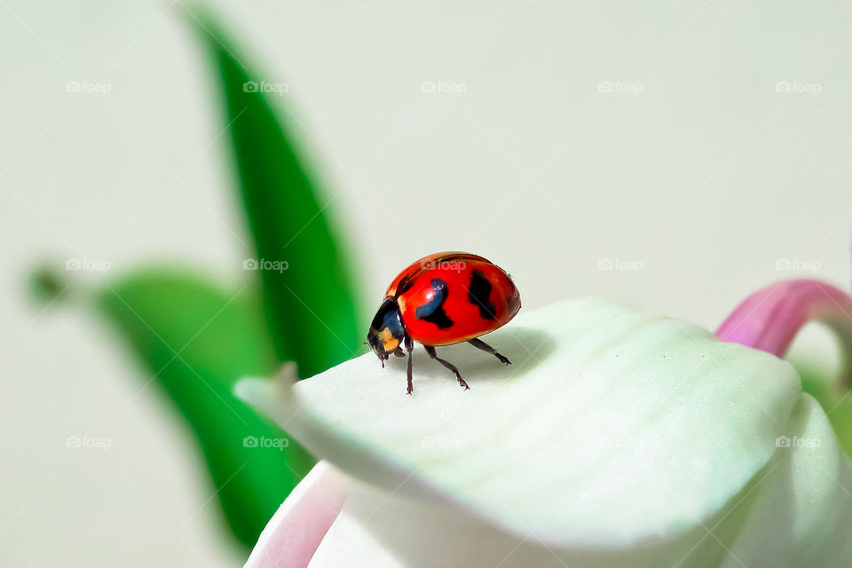 Lady Bug