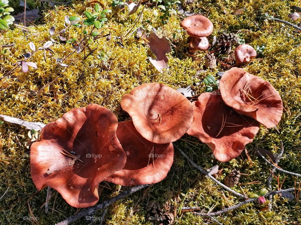 Mushrooms Lactarius Rufus in Finnish Lapland are waiting for a pick. These make good salt mushrooms and this can be used to dry! The dried mushrooms make really tasty sauces or you can even put them in a meat pot.