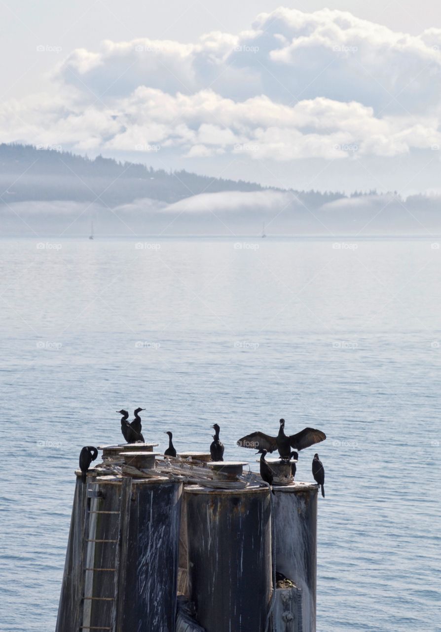 Cormorants in the fog