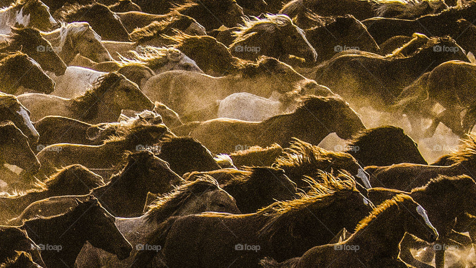 horses running in the river