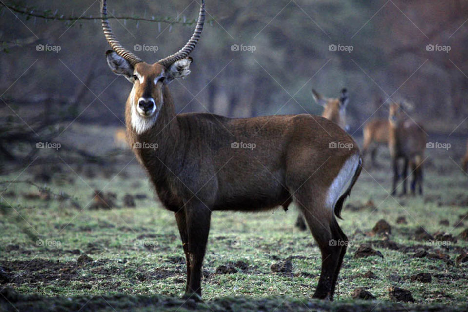 My first experience in filming wildlife in Dandar Nature Reserve in Sudan