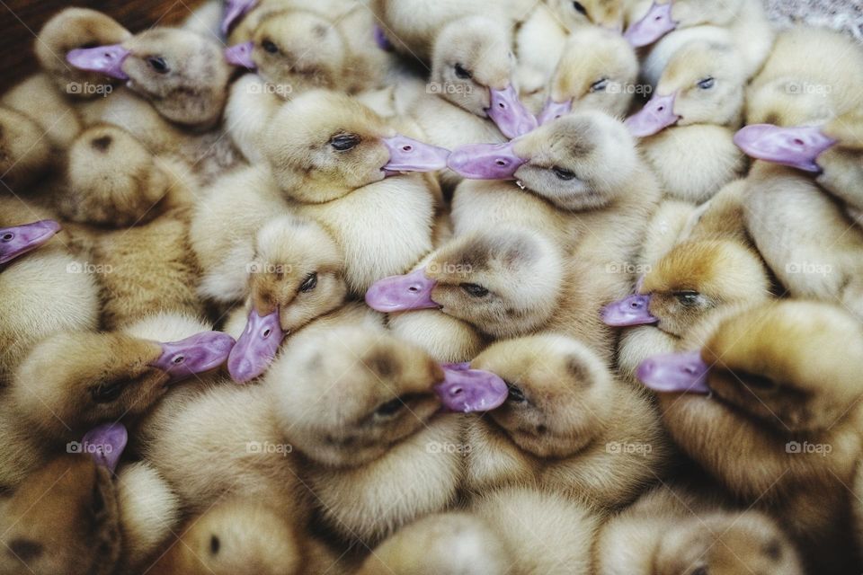 adorable duck chicks