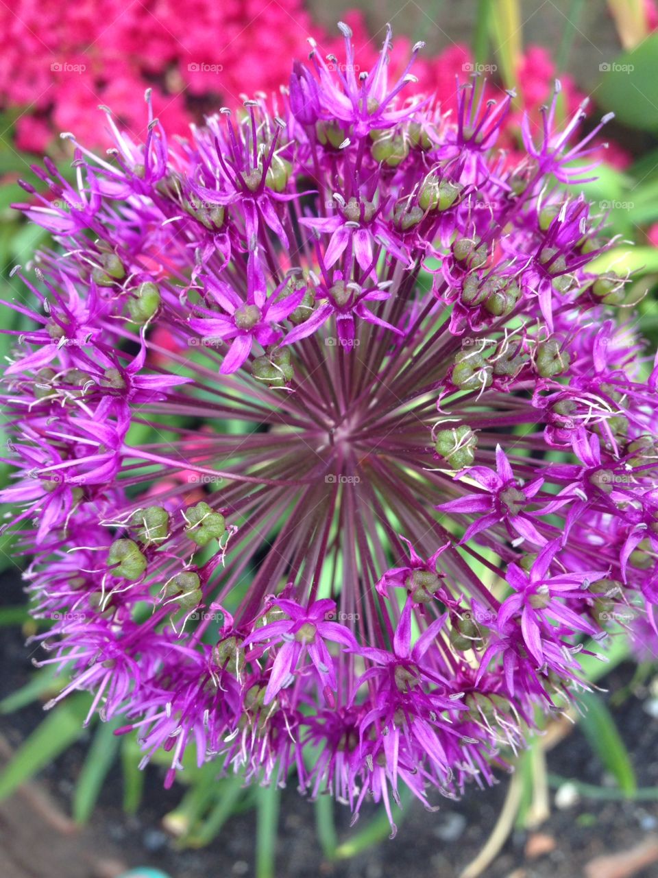 A walk in the park and full bloom. 