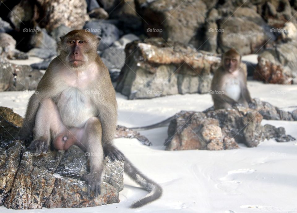 Monkey beach near Phi Phi Thailand.  The monkey close up almost looks like he is posing for the camera.