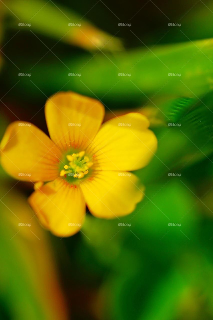 yellow flower