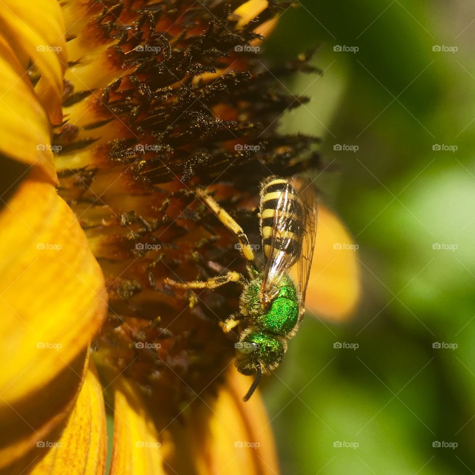 Sweat bee