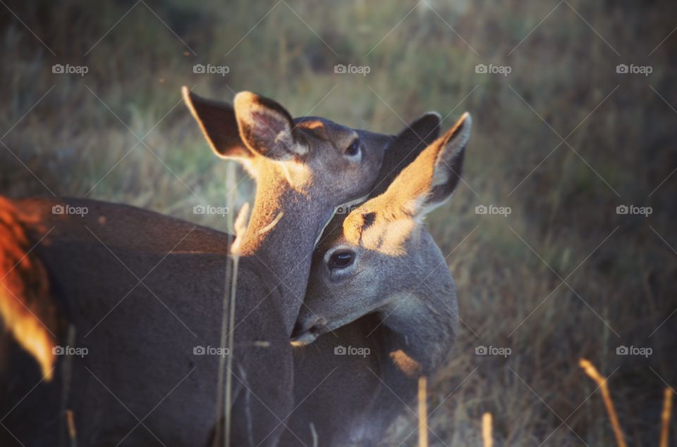 Closeup of two deer on forest