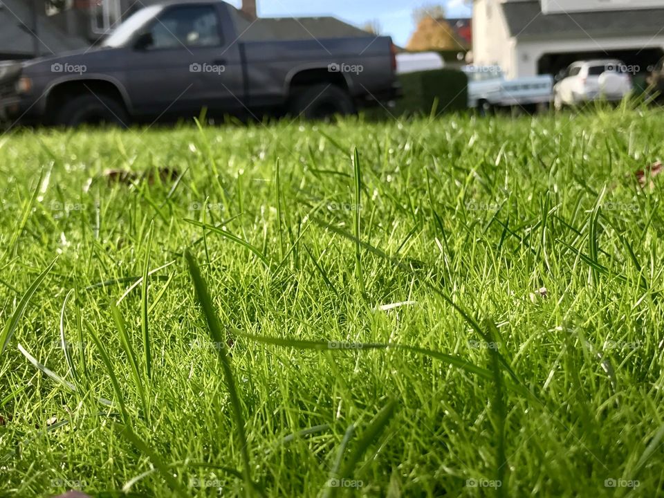 Brand new grass