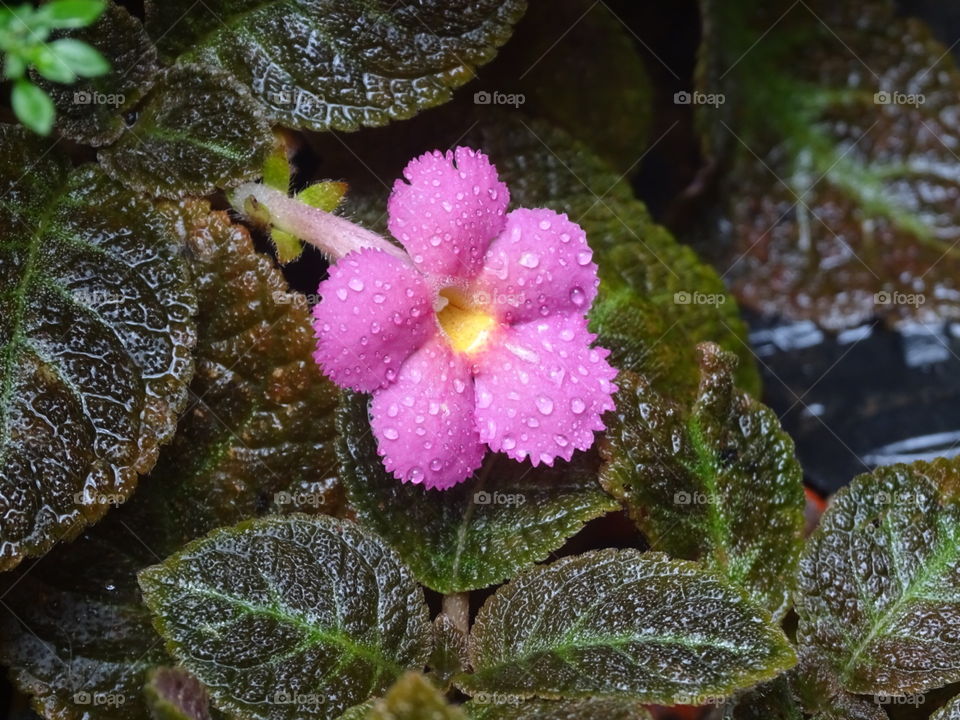 raindrops on flower