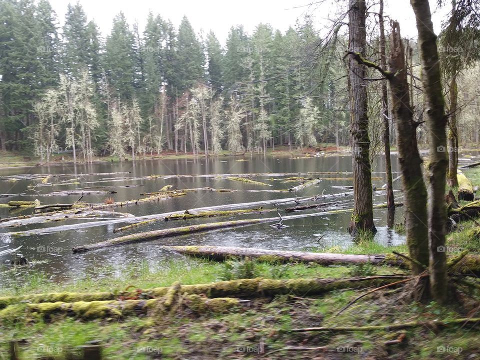 Fallen trees in the lake.