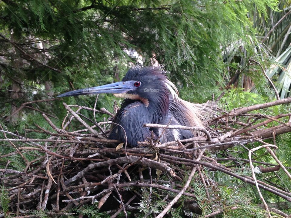 Tri-color heron nesting
