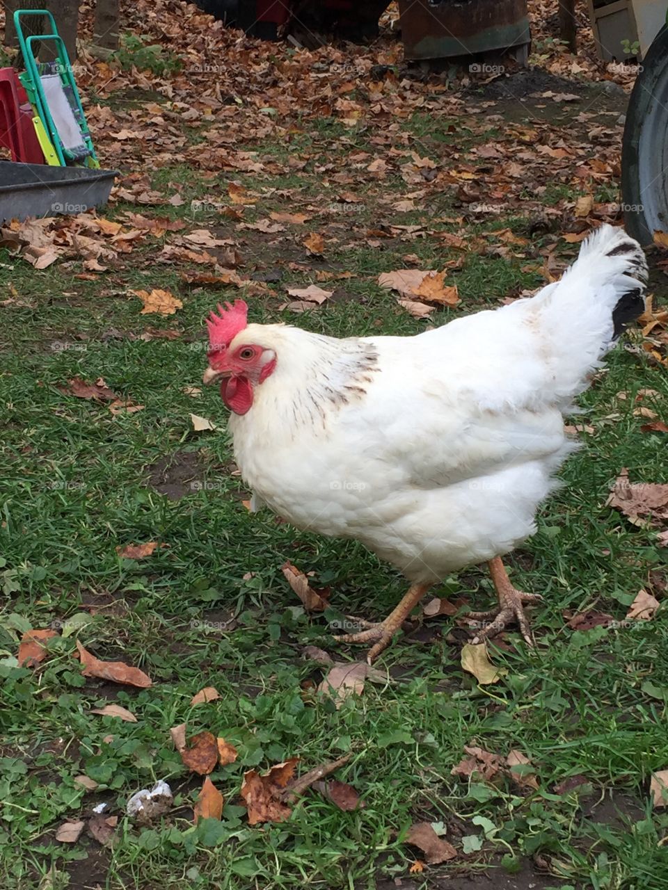 White chicken 