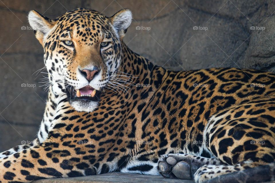 This Jaguars stare is intense and intimidating