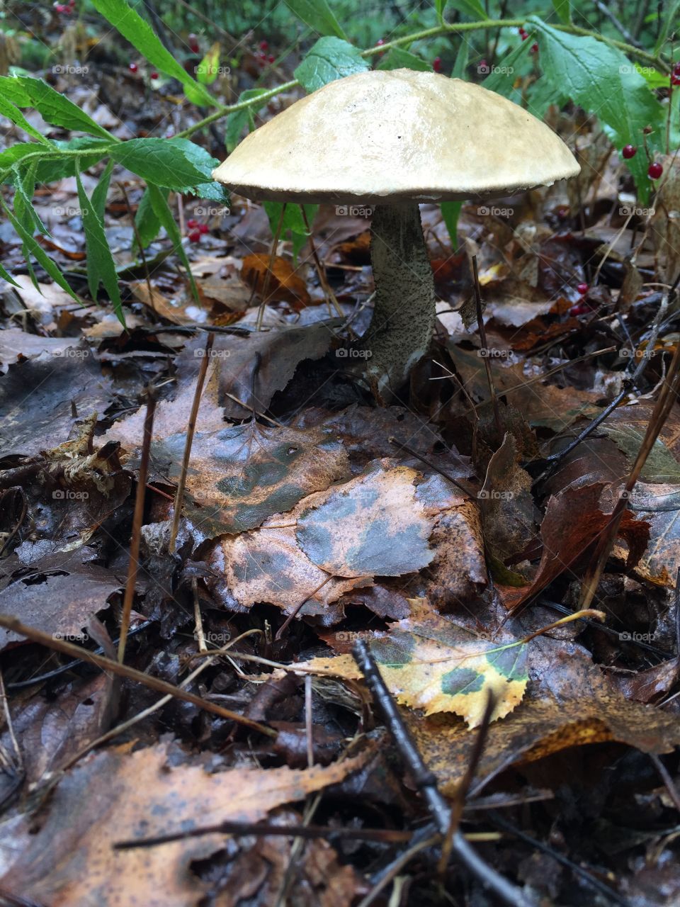 Mushroom fungi in leaves