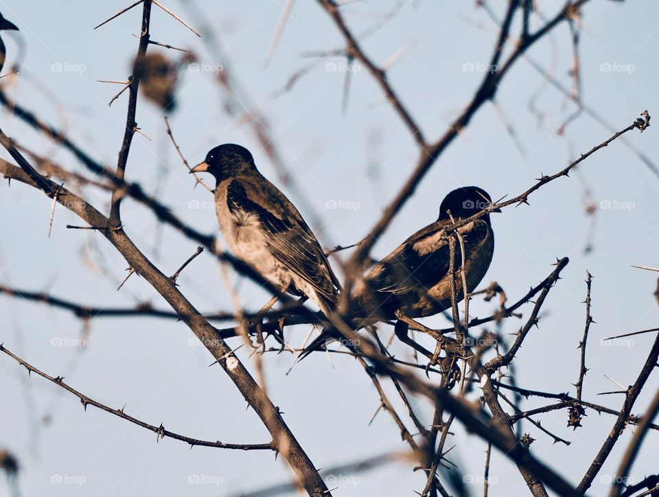 Bird photography - Starling bird - naturally habitat 