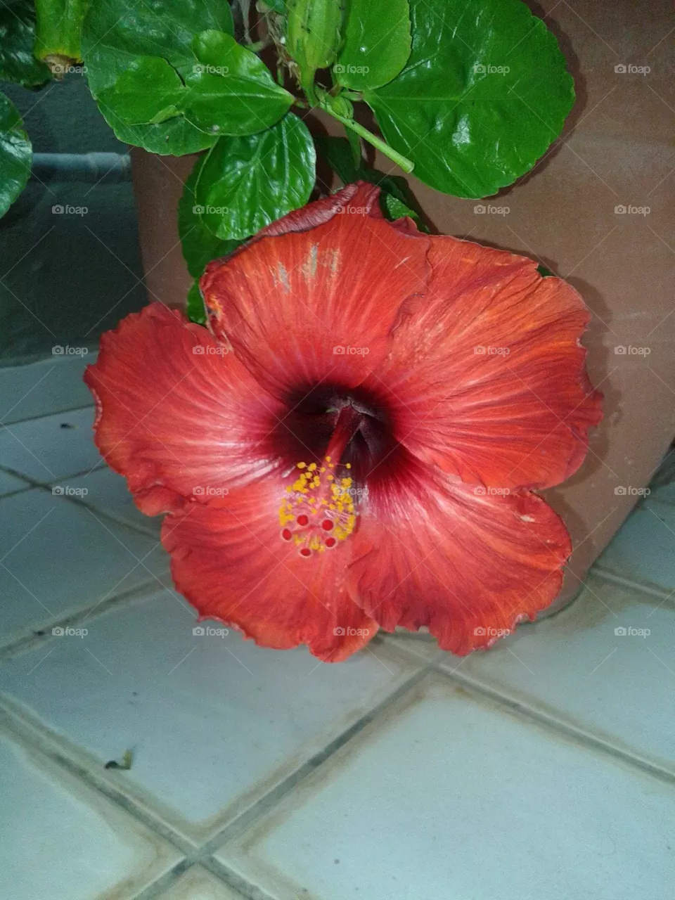 Big red hibiscus