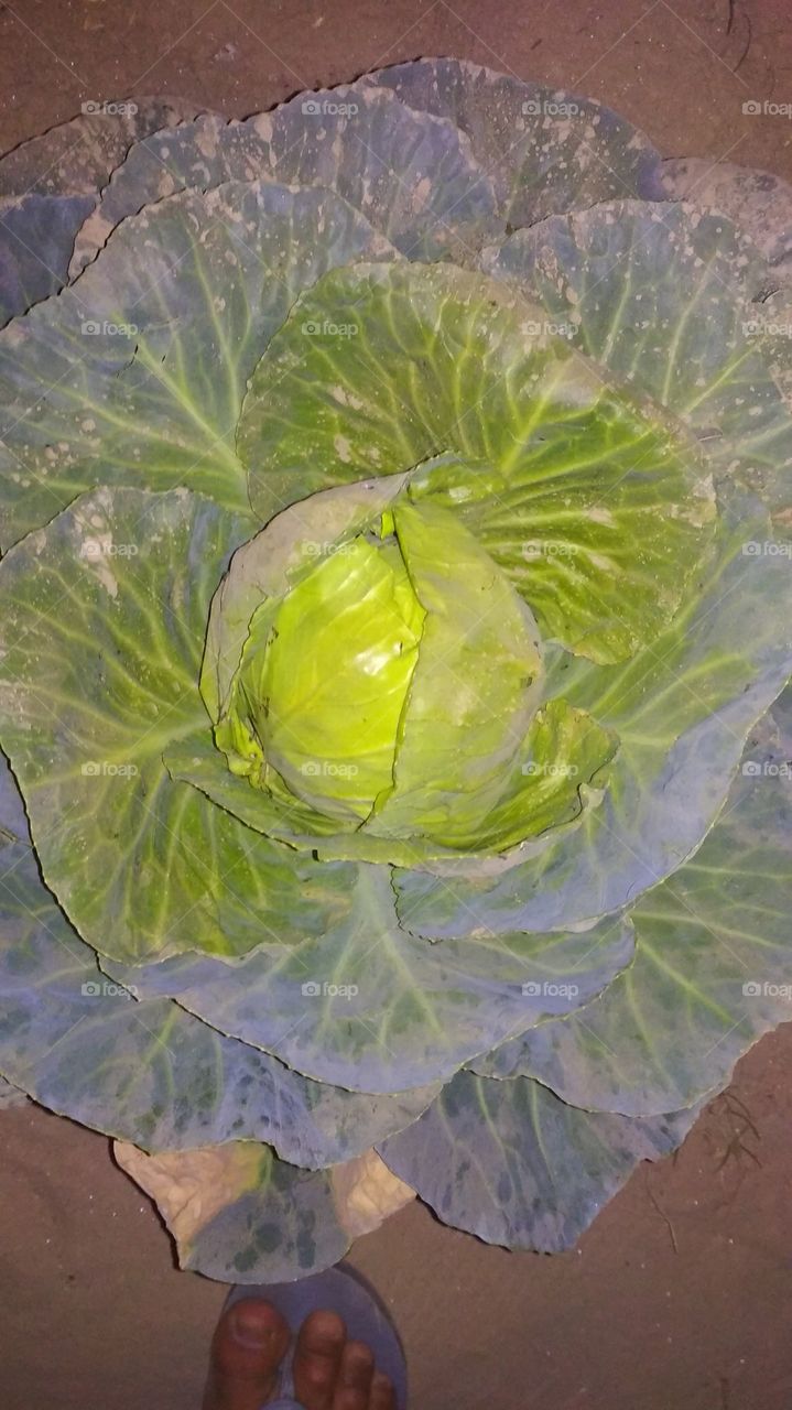 #a cabbage flower...