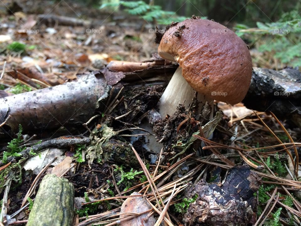 Boletus mushroom in forest.