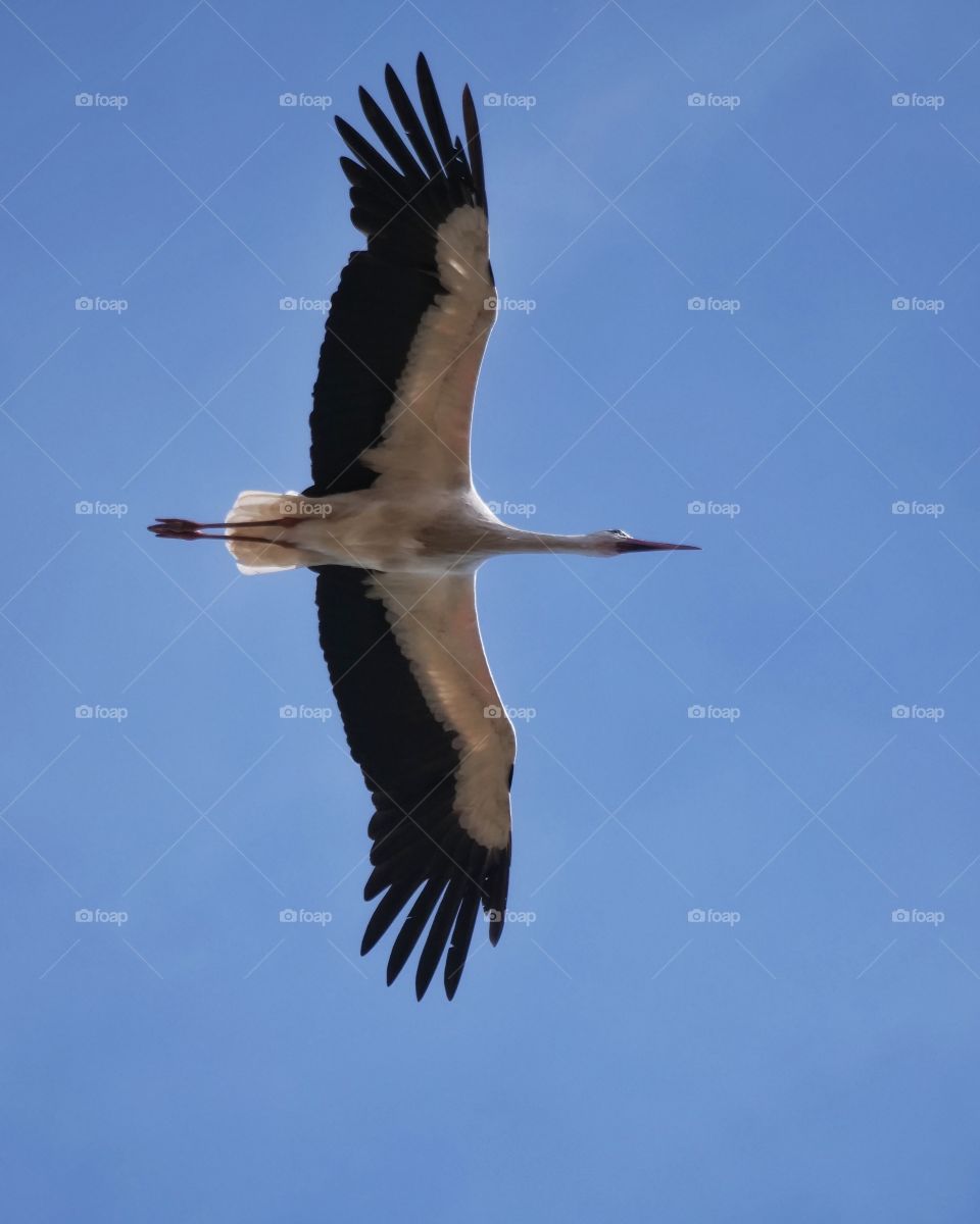 White stork in flight