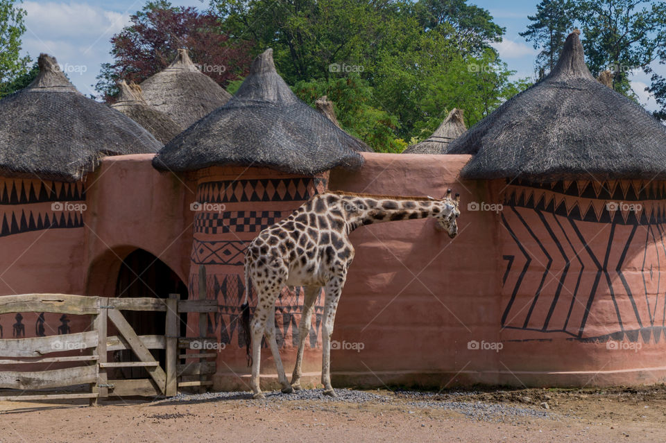 Giraffe in front of an African house